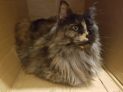 2018-08-09 20-51-15